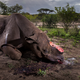 Image: Brent Stirton/ Wildlife Photographer of the Year